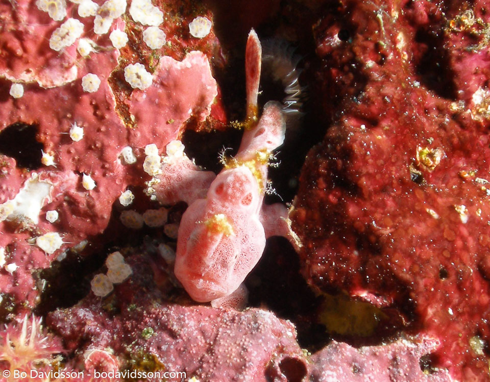 BD-070402-Similan--Antennatus-rosaceus.-(Smith---Radcliffe.-1912)-[Spiny-tufted-frogfish].jpg